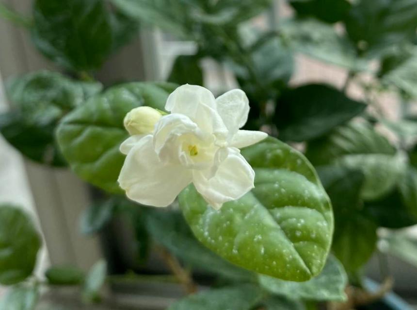 7种植物作用大,是老中医的好帮手,在家养一盆,养人养身心