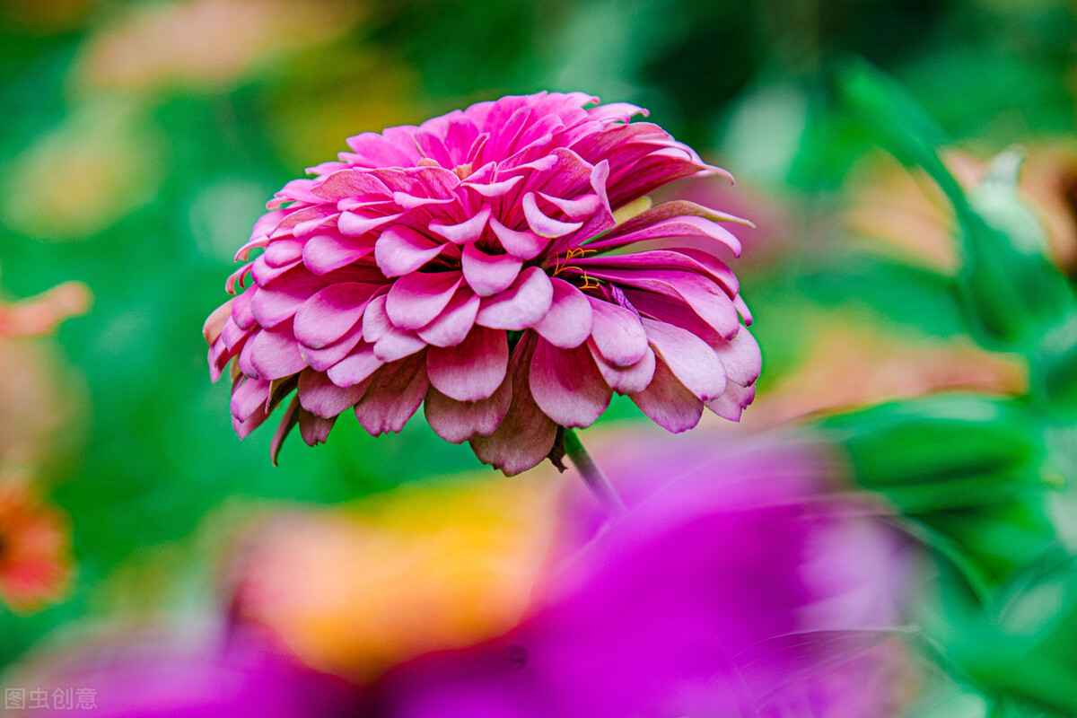 秋冬季节常见的10种反季节花,遇见了掉头就走,别交“智商税”