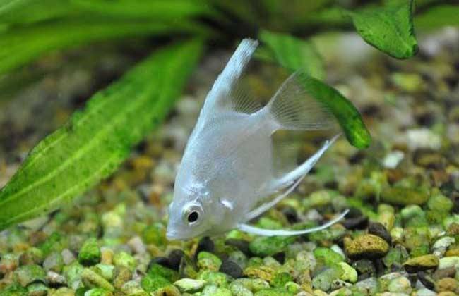 白玉凤凰鱼怎么养详细介绍「干货」 -骁龙网