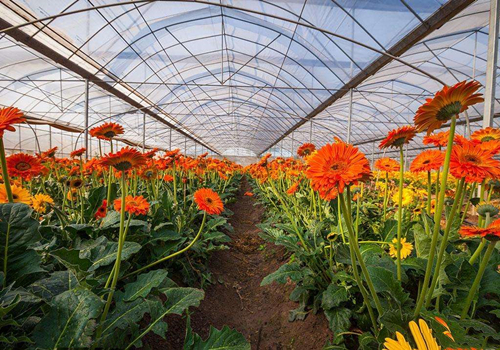 温室大棚花卉有哪些？大棚花卉怎么种植管理？大棚养花注意事项