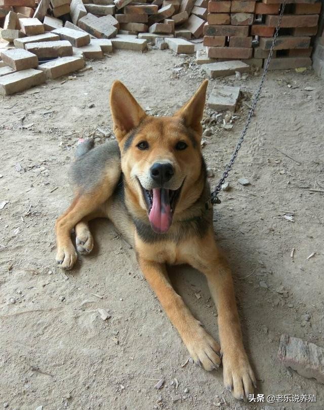 养土狗一百只一年利润土狗的成本和利润分析