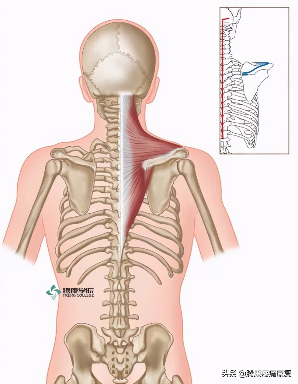 人体右侧第十肋骨结构图(肩颈关节的肌肉长度测试（上）)
