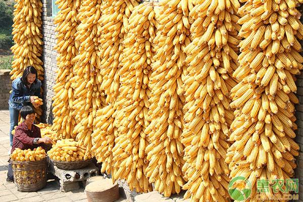 近期玉米价格如何？2019年最新玉米价格行情分析