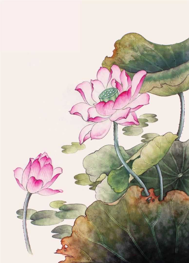 工笔画教程:荷花白描线稿和上色详细步骤图解,简单易学,收藏!