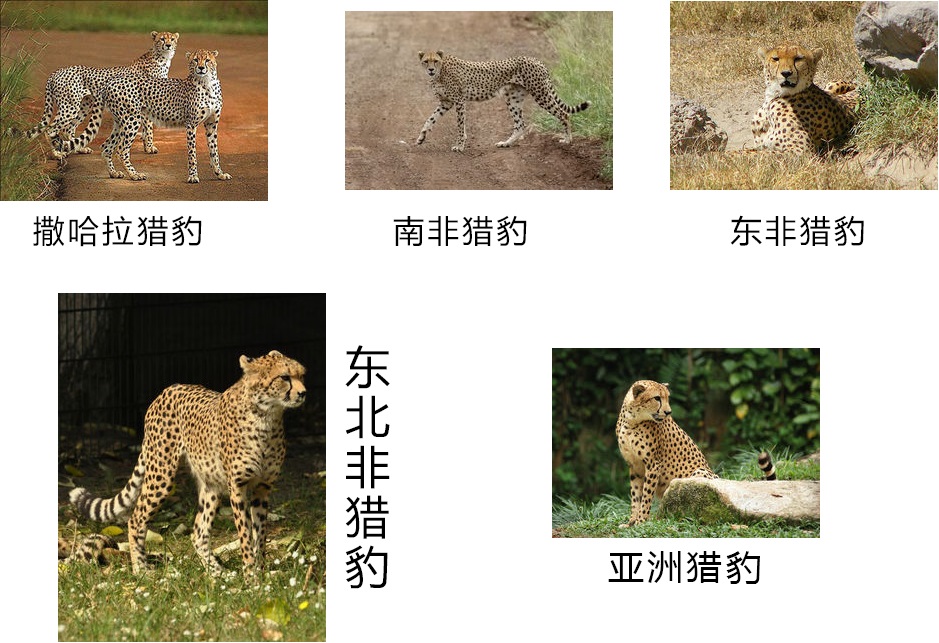 如何区分花豹、猎豹与美洲豹？这三种猫科动物有何不同？