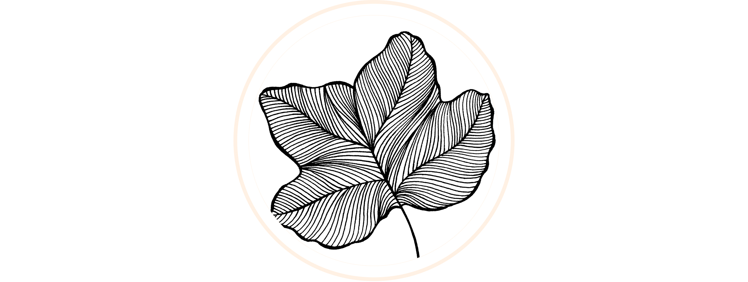 然后根据叶脉画叶子的轮廓,轮廓画好后,加粗线条,让叶子更加立体;根据