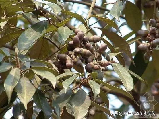 常绿乔木有哪些（70多种常用常绿乔木图例宝典）