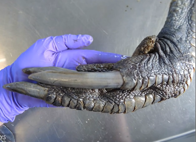 广岛辐射后的蛇「广岛辐射后的老鼠图片」