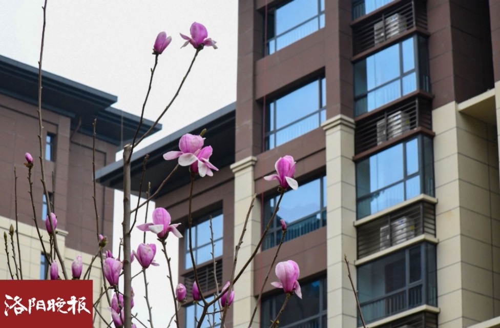 即日起，洛阳市青年人才公寓800套精装修住房接受申报！