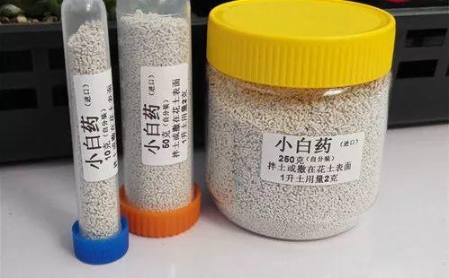 多肉又被介壳虫骚扰,教你三个小方法,有效又安全!