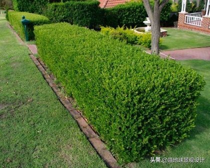 常见十大绿篱植物图片