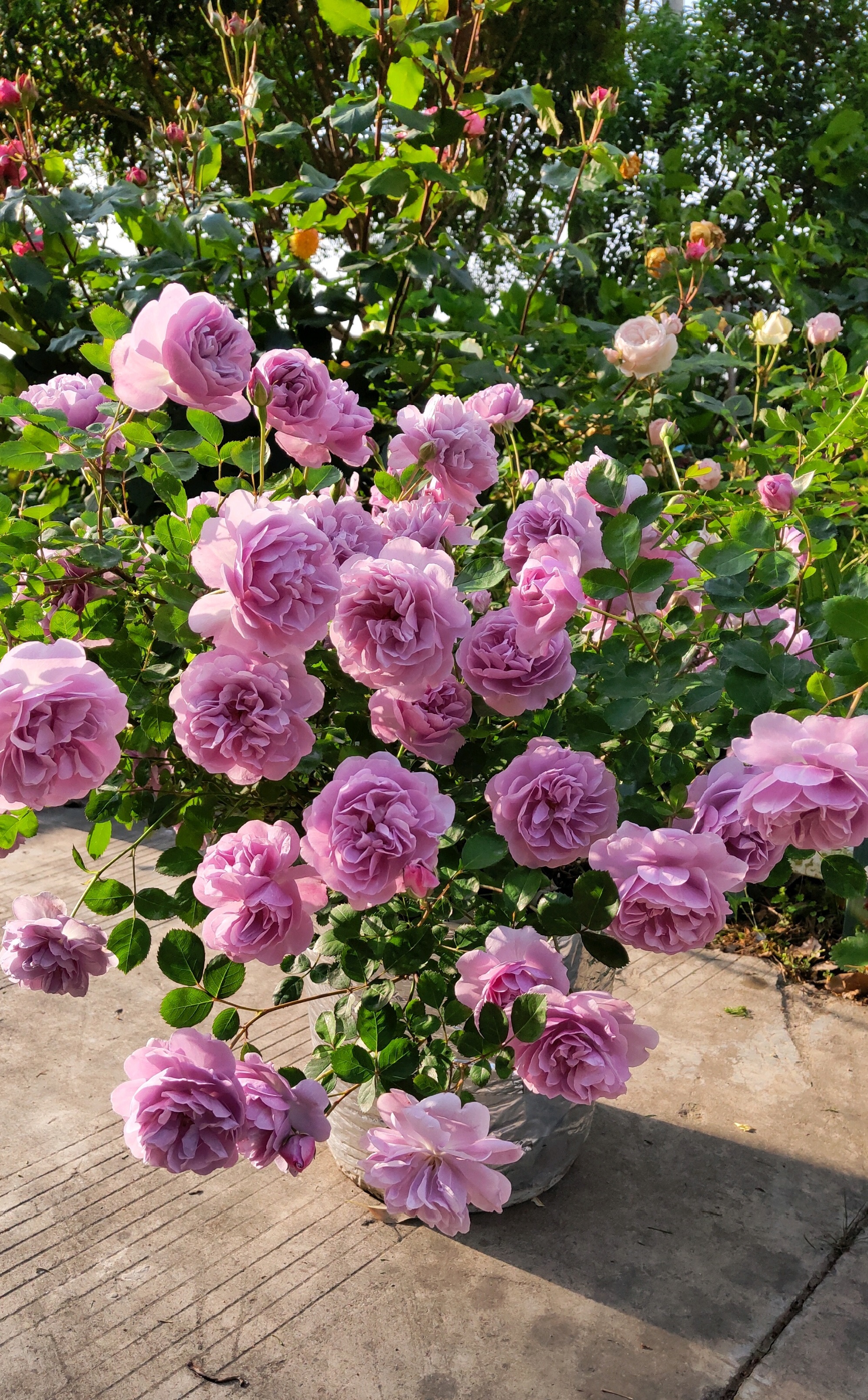 月季蓝色阴雨(推荐几种适合阳台养的花让阳台变花海)