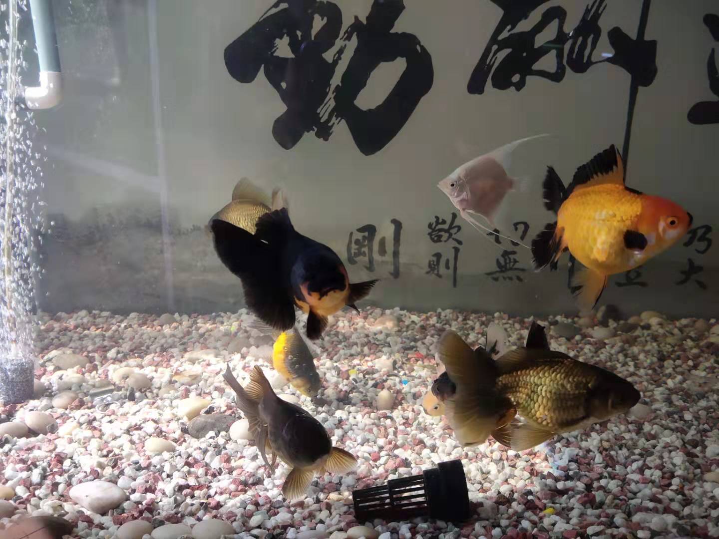 前几天养鱼老道给大家发了一个老邹大叔金鱼缸的视频,很多鱼友都看到