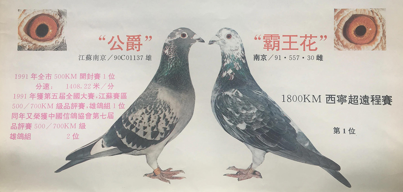 种鸽配对的要诀“一貌二眼三体型”