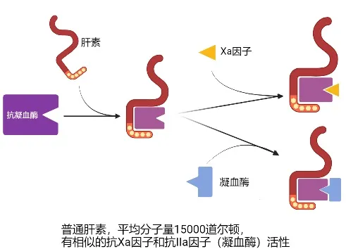 阿甲曲斑说明书(对于VTE风险很高的COVID-19危重患者，为何肝素抗凝治疗效果不佳)