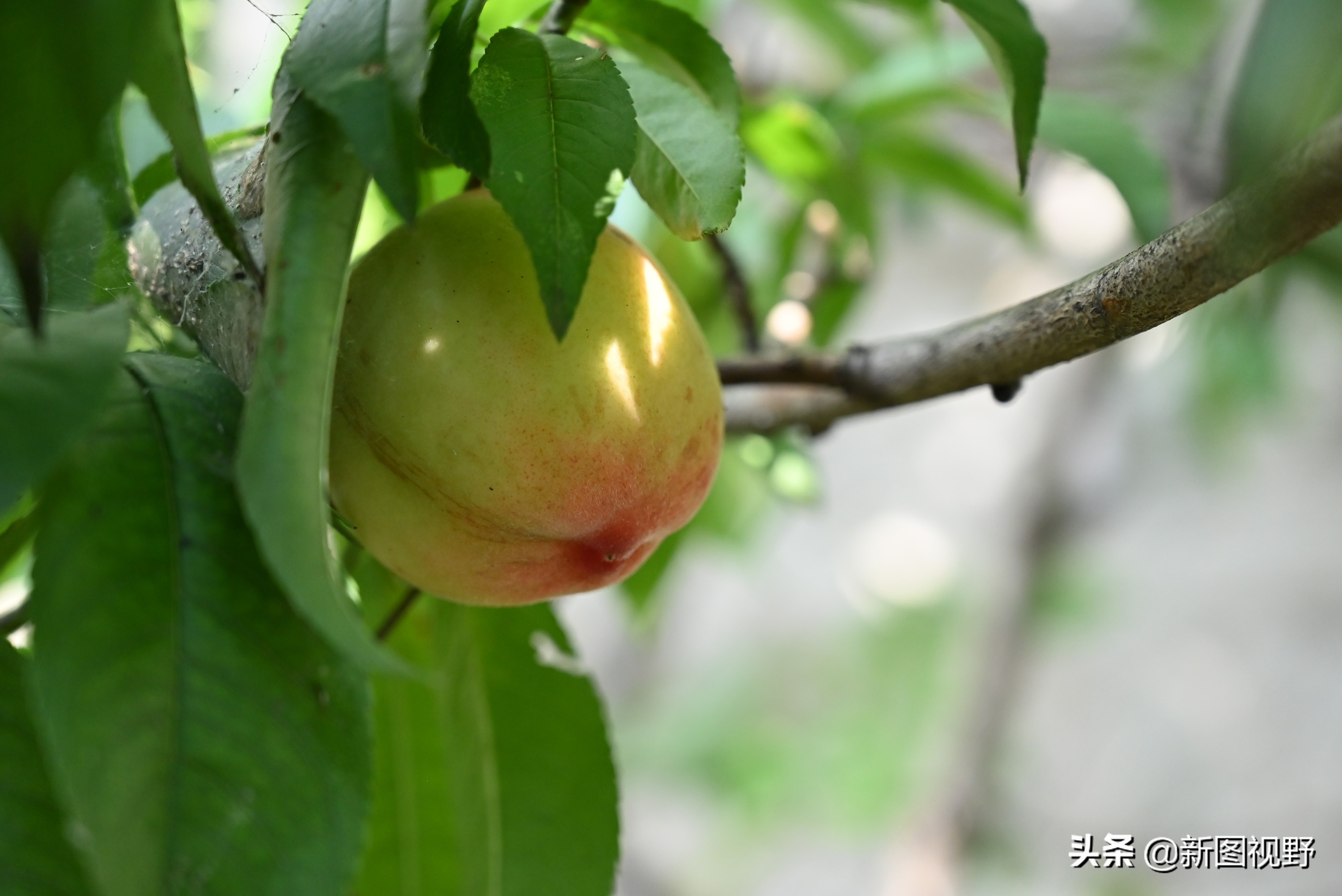 治疗蛇胆疮的土方法 -骁龙网