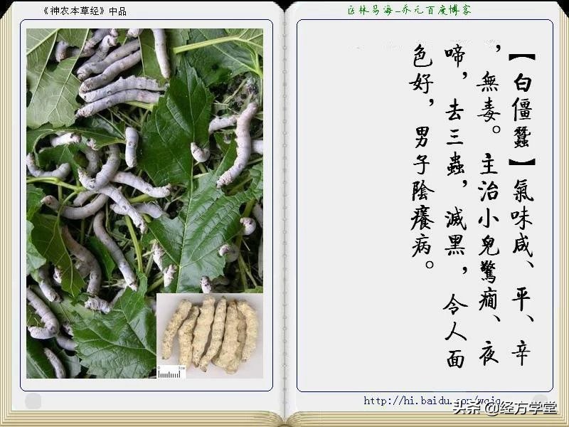 《神农本草经》全册图文解析 建议收藏