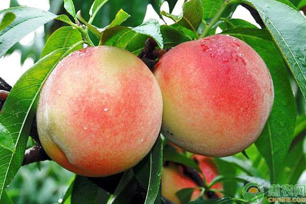 桃子几月份成熟上市（桃子品种中的14种介绍）