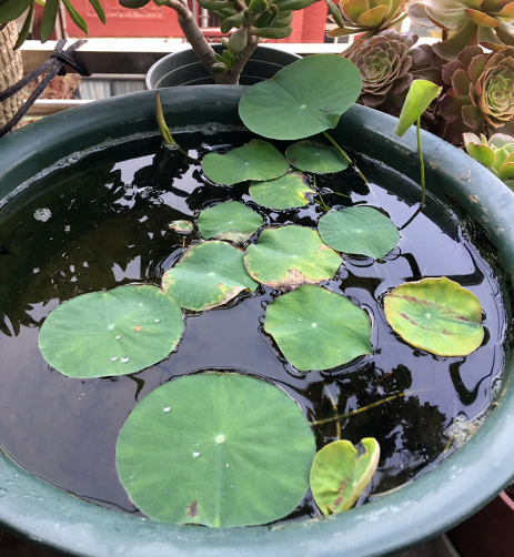 碗蓮怎麼養水培碗蓮的種植方法