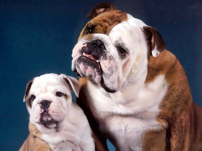 智商排行榜：最蠢的4种狗和最聪明的4种狗，有你正在养的吗？