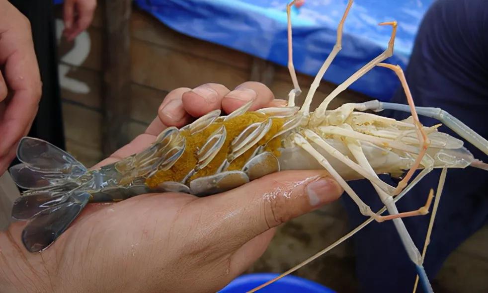 钓友珠江钓起巨型大虾,身长25公分,两只重1斤,会泛滥成灾吗?