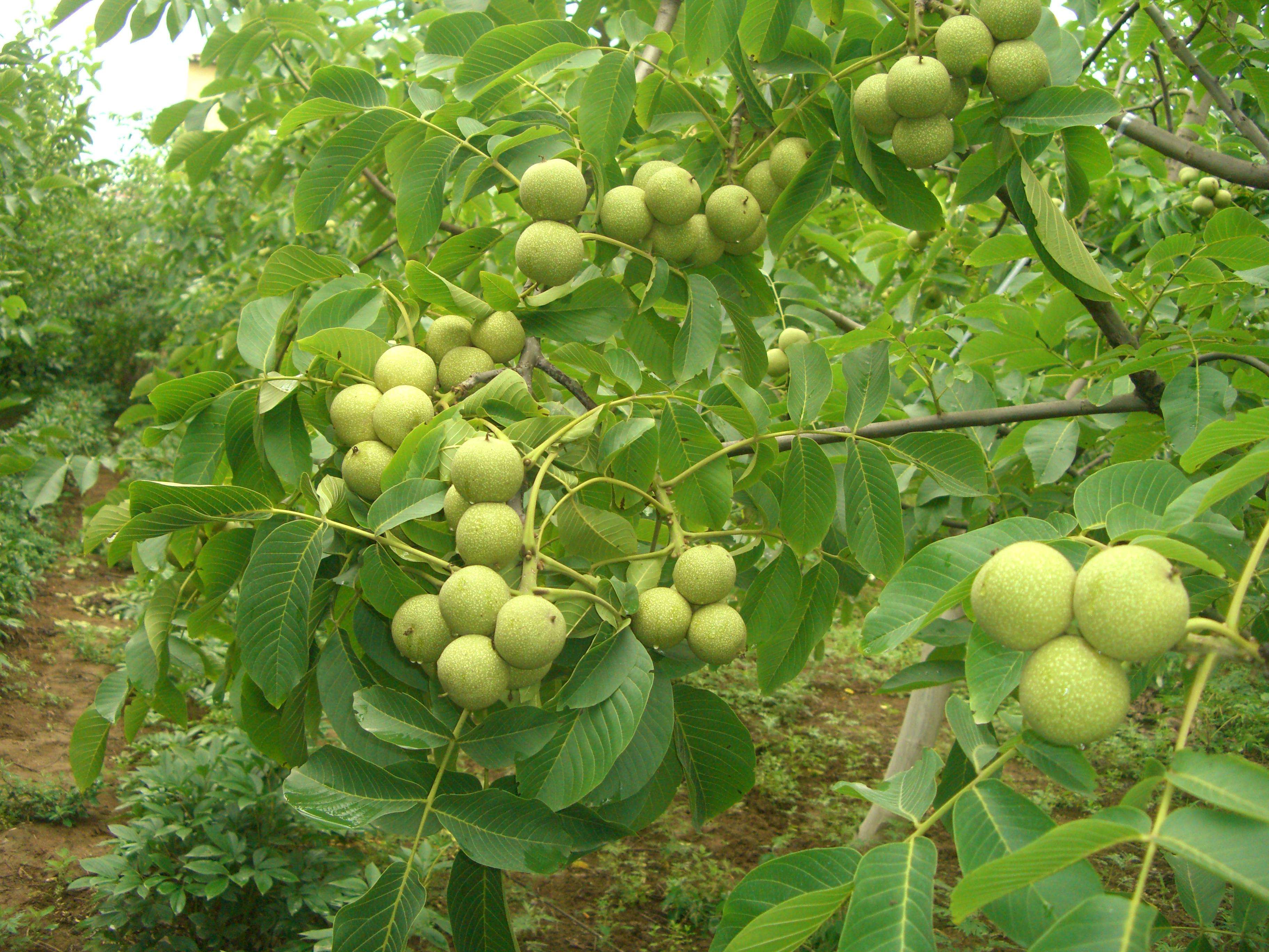 核桃树最怕什么(核桃树如何进行夏季管理?核桃夏季管理的3个关键技术)