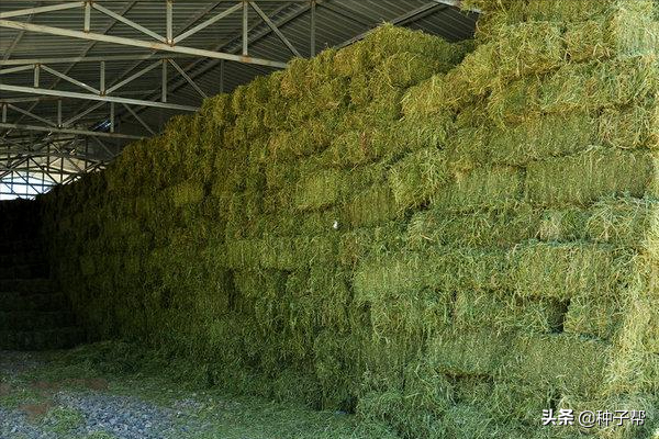 東北耐寒牧草，耐寒-40度，“牧草之王”紫花苜蓿，收割加工流程