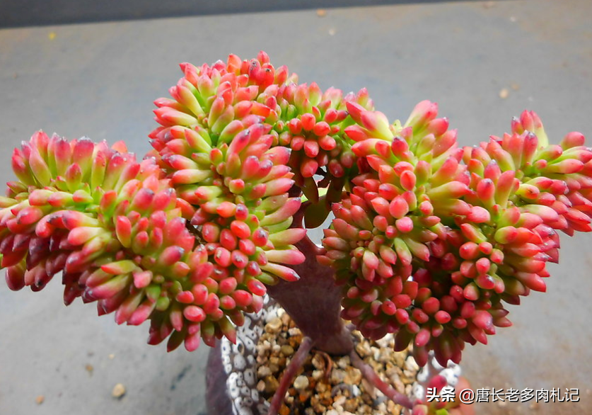 多肉红稚莲和锦晃星上色后叶红如血,但锦晃星好养又容易出状态