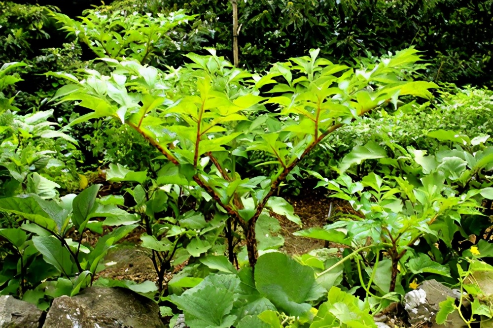 魔芋豆腐怎样保存时间长（4个方法教你如何保存魔芋豆腐）