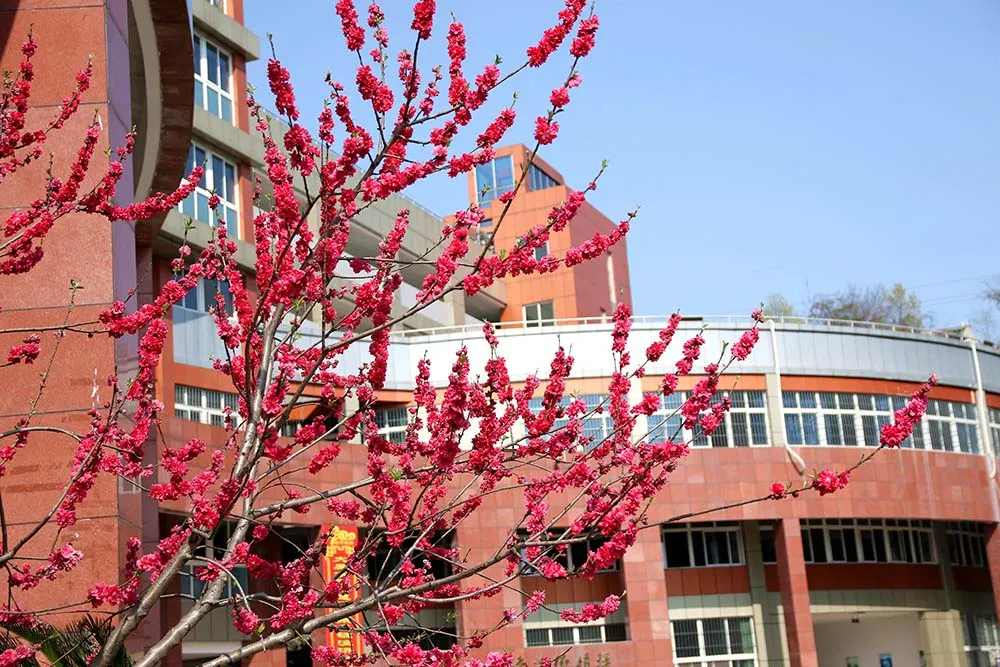 市外招收学生120人！绵阳外国语学校2020年高中招生公告出炉