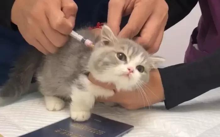 猫咪伸爪把我抓伤了，不打疫苗我会死吗？