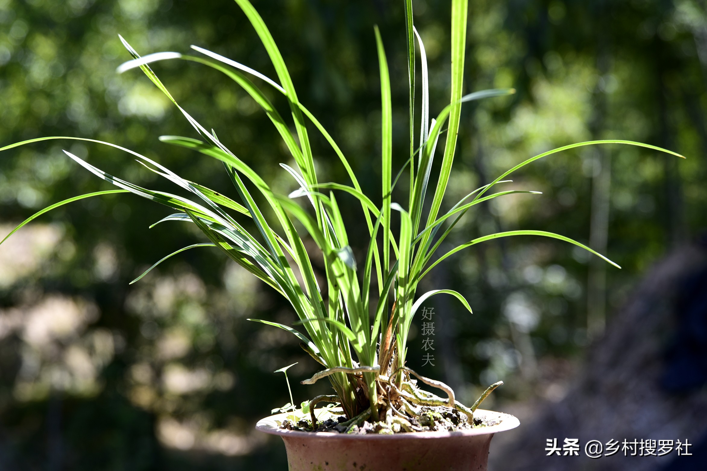 葉子厚蘭花怎麼養正確方法圖文