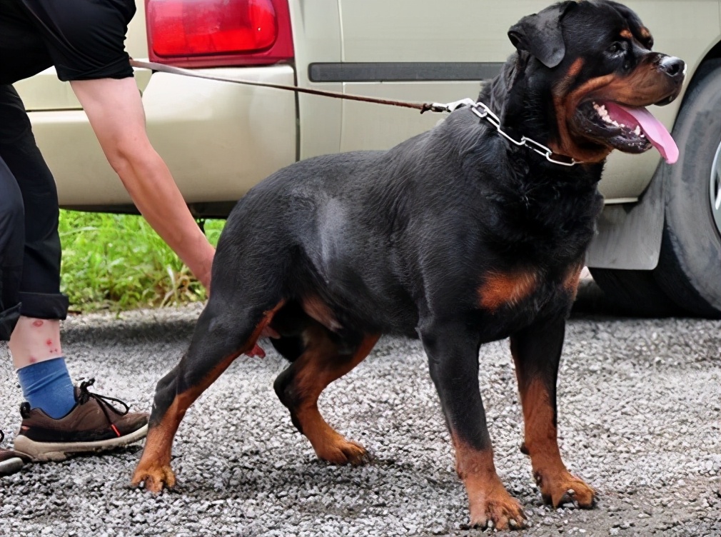 罗威纳犬这五个缺点,你能全盘接受吗?