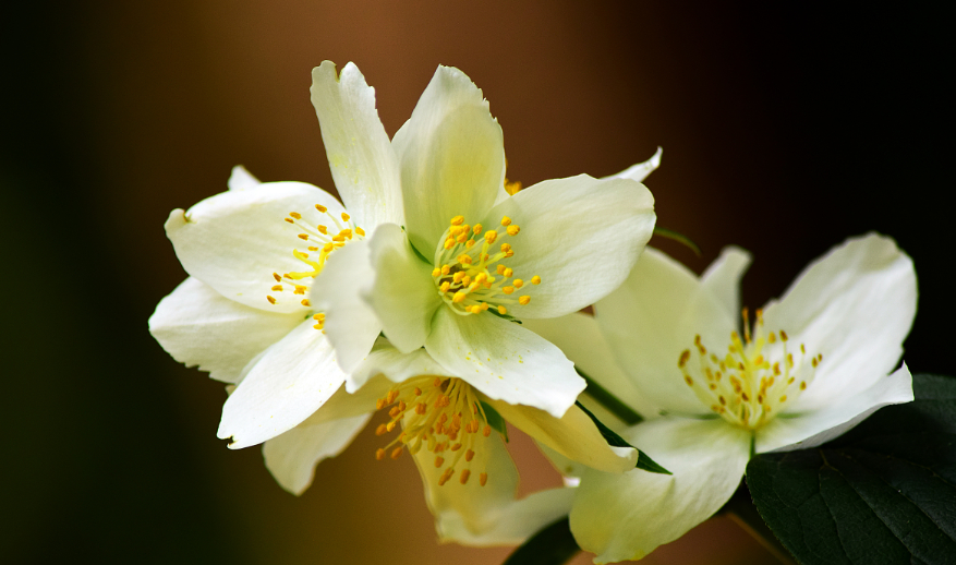 99岁老僧说：运气不好时，常念这四句话，好运自然到来