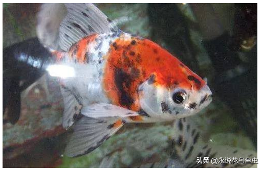 什么观赏鱼好看又好养？盘点好养的鱼排行