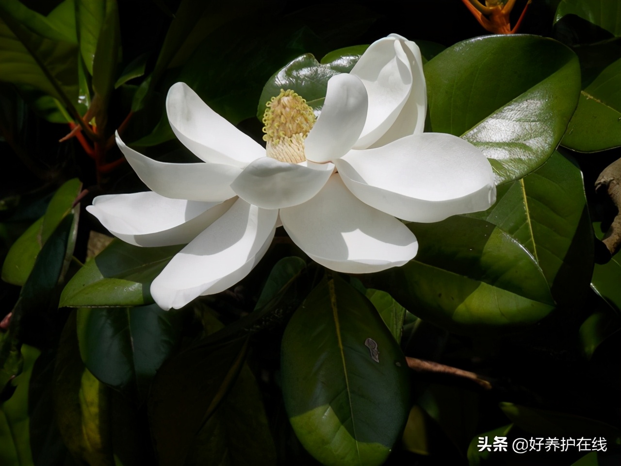 广玉兰是常绿树还是落叶树（盘点玉兰花的五大品种）