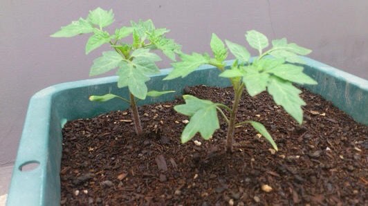 阳台小番茄的种植方法和时间（阳台种小番茄记住两点）