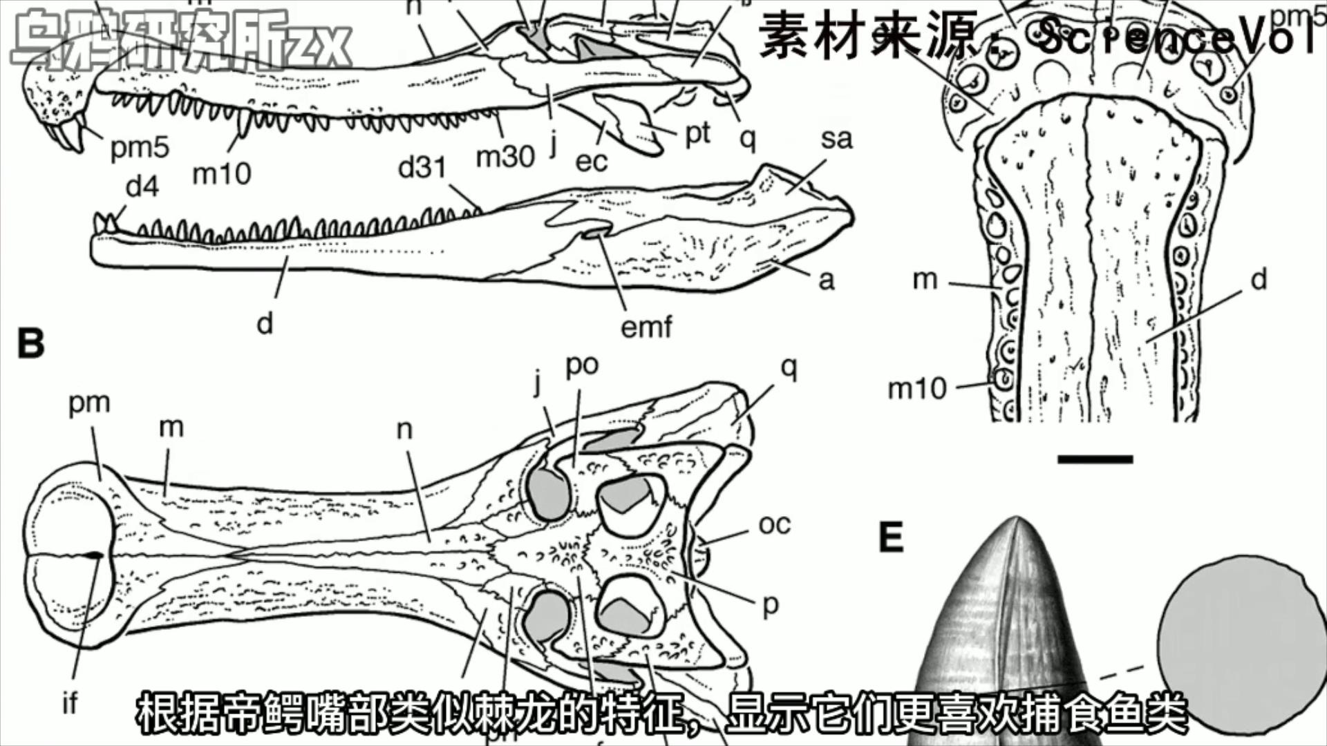 史前巨鳄(史前三大巨鳄，谁才是鳄霸之王)