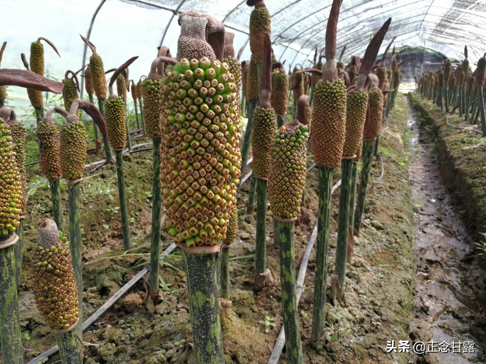 一家低调的珠芽魔芋种植户，可能突破年度最高产量