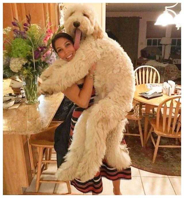 巨型贵宾犬,为什么少人养?是因为养不起吗?