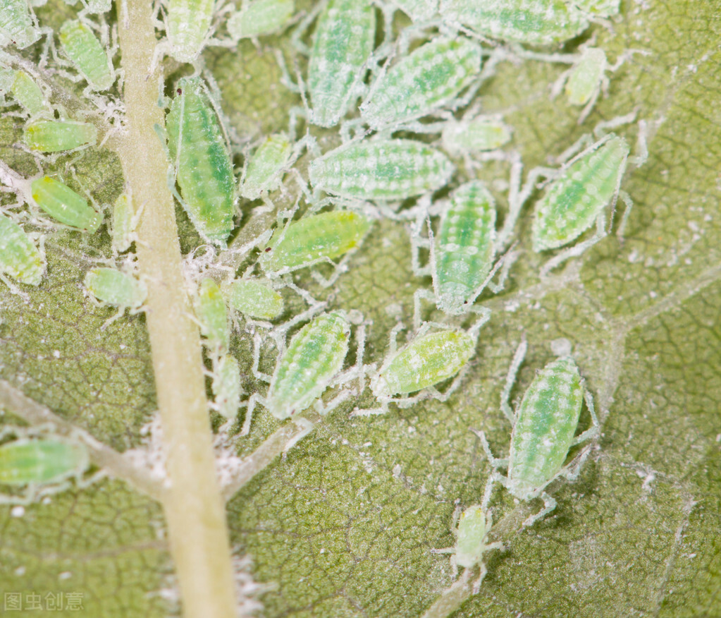 蚧壳虫的种类也很多,常见的有桑白蚧,梨园蚧,康片蚧,红园蚧,矢尖蚧