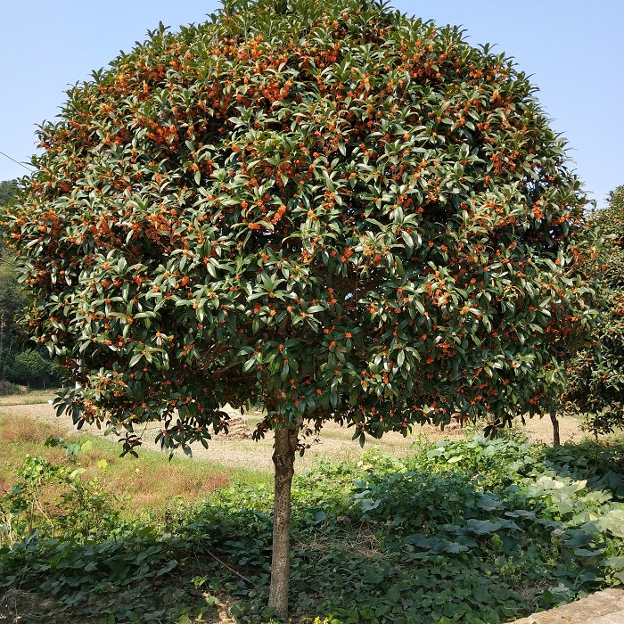 常见小区绿化100种植物（100种常见的植物介绍）