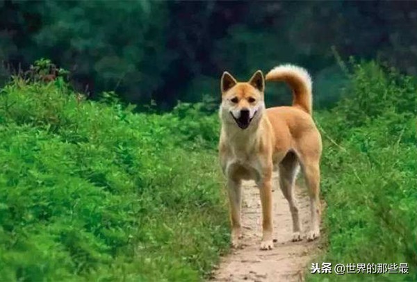 农村最优秀的4种猎犬，如今纯种的十分珍贵，擅长山地捕猎