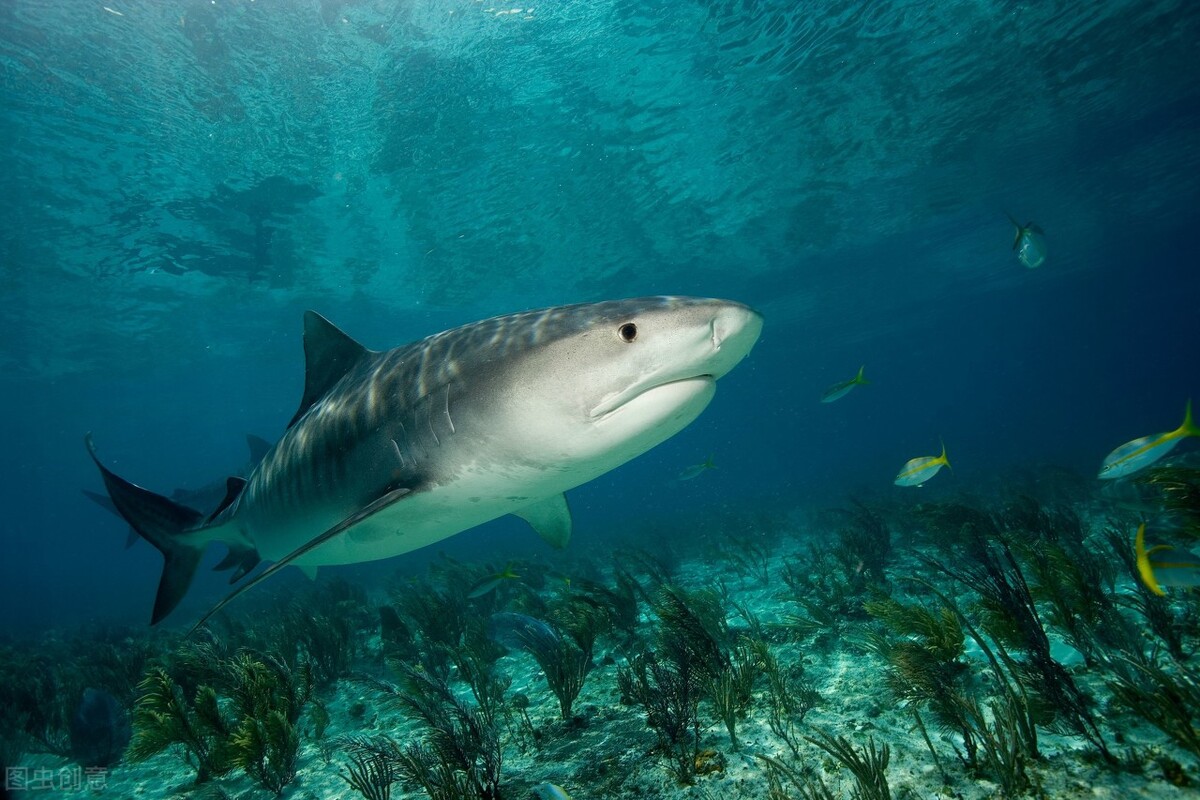 世界上十大恐怖鲨鱼排名一文详聊最危险鲨鱼排行榜