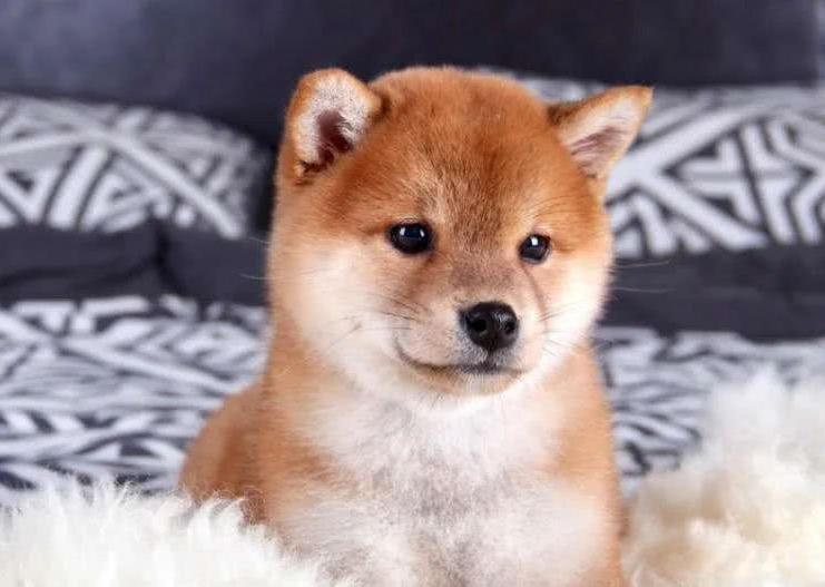 柴犬最新知识百科 你了解多少 柴犬的优点柴犬的缺点柴犬是最接近狼的犬种秋田 柴犬 豆柴如何区分 天天看点