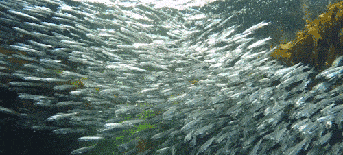 身为海洋食物链“顶端杀手”的它，竟对人类有蜜汁好感？