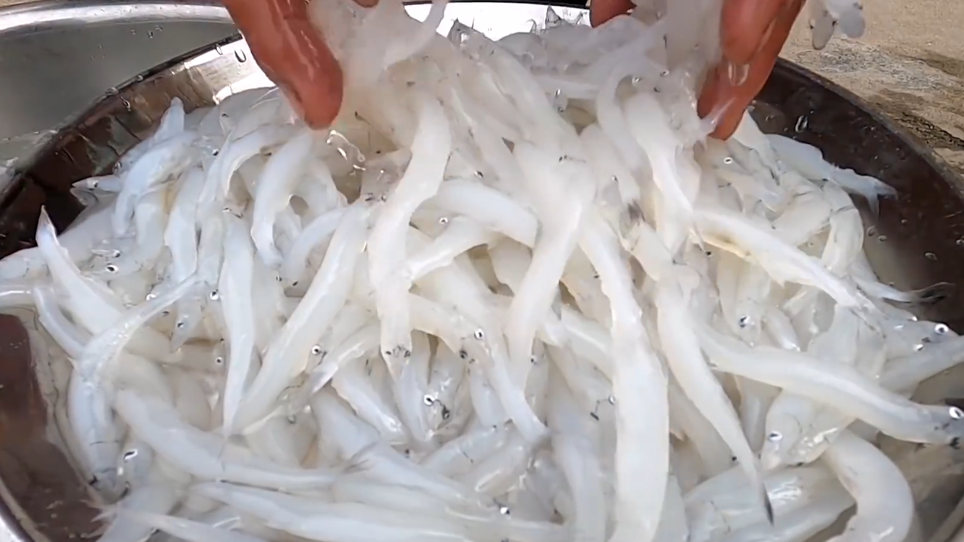 年利润上千万的太湖银鱼,曾被引进21个省,为何现在跌落神坛?