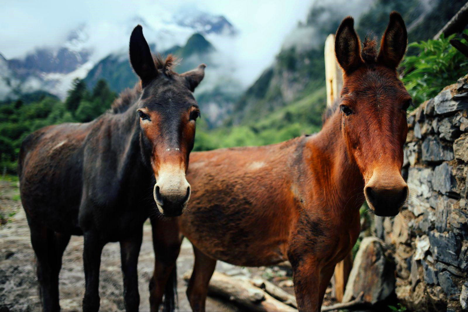 骡子为什么不能生育(公骡子有生育能力吗)-世界十大百科