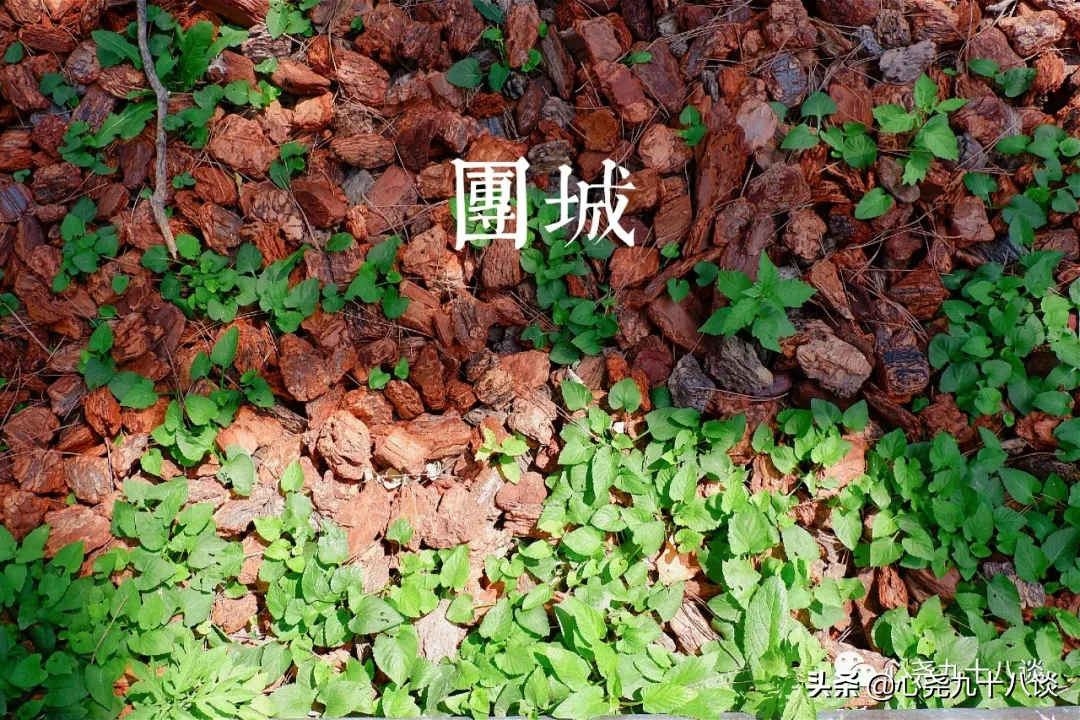 古代皇家园林仿蓬莱仙境，这里便是一池三山中的瀛洲 | 北海团城