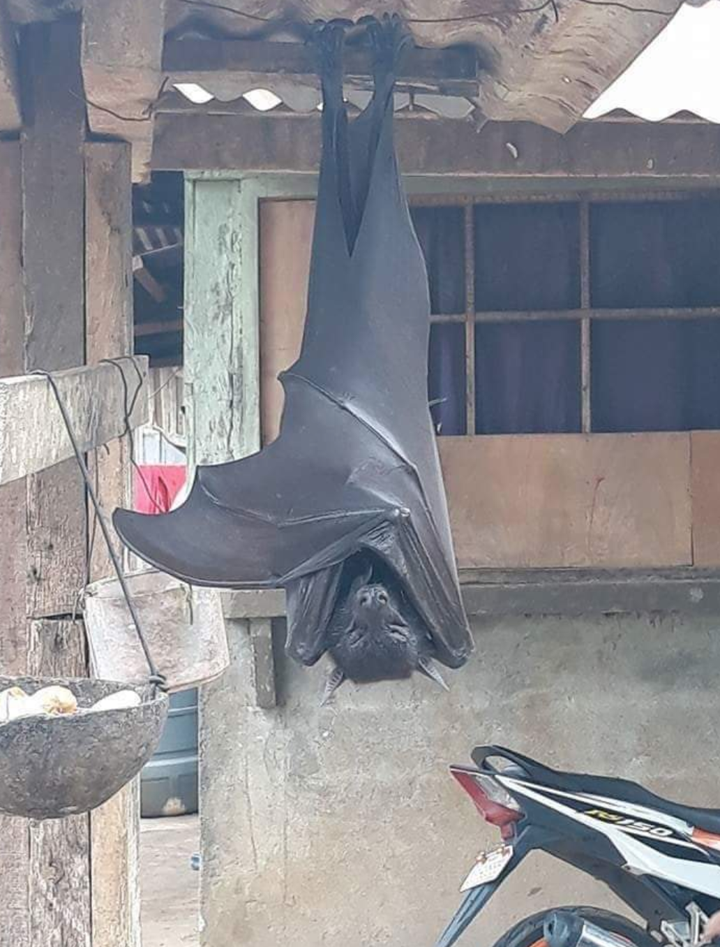 巨型毒蝙蝠(菲律宾惊现巨型蝙蝠,个头跟人一样大,面目狰狞宛如地狱